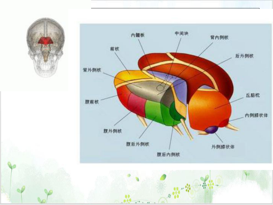 丘脑供血动脉及丘脑梗死实用课件.ppt_第3页