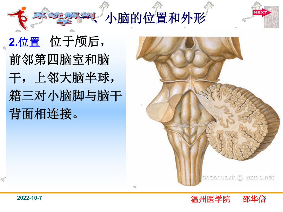 中枢神经系统小脑课件.ppt_第3页