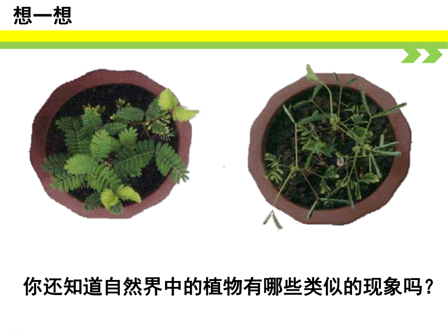 《植物生命活动的调节》课件.pptx_第3页