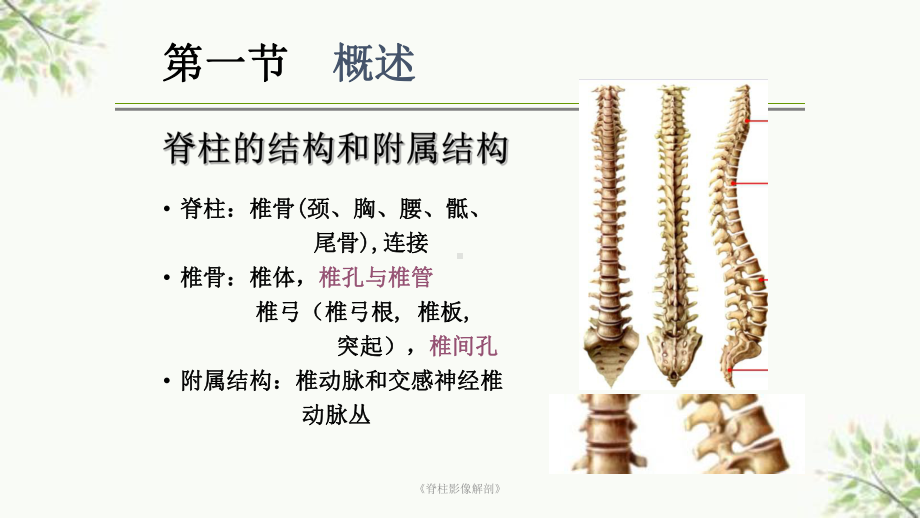 《脊柱影像解剖》课件.ppt_第2页