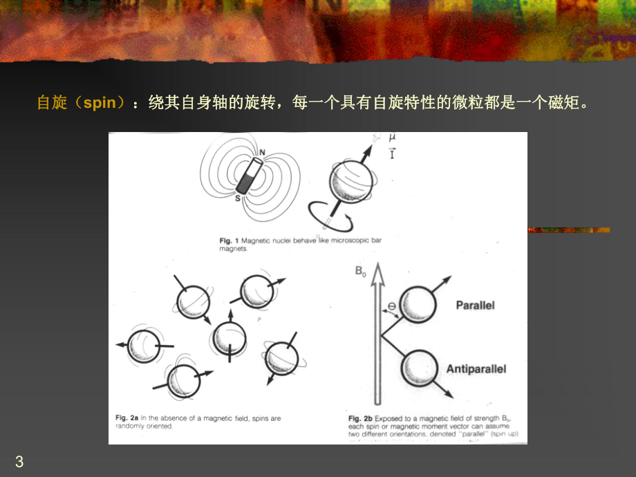 NMRI原理及临床应用培训课件.ppt_第3页