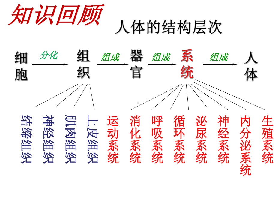 第四节--单细胞生物(共29张)课件.ppt_第1页