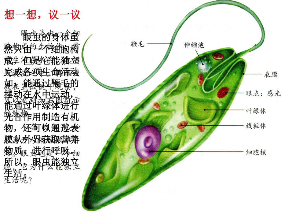 第四节--单细胞生物(共29张)课件.ppt_第3页