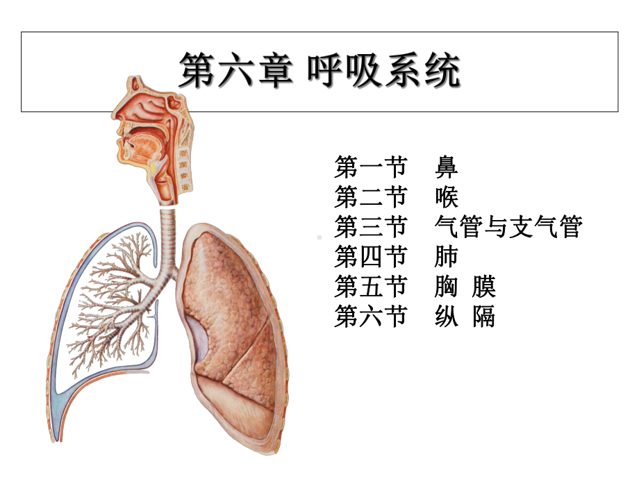 系统解剖学-呼吸系统课件.ppt_第1页