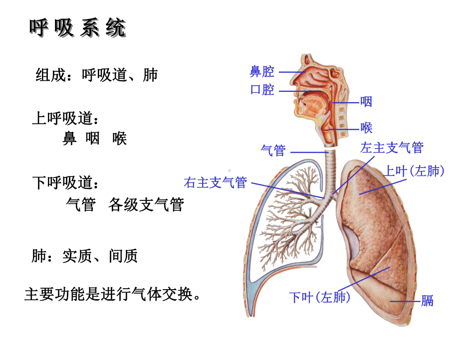 系统解剖学-呼吸系统课件.ppt_第2页