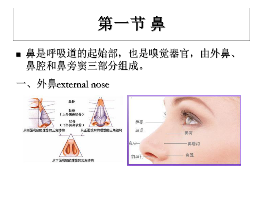 系统解剖学-呼吸系统课件.ppt_第3页