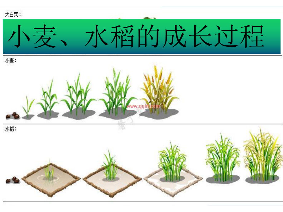 香喷喷的饭课件.pptx_第3页