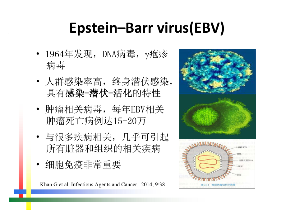 EB病毒感染的实验室诊断方法及合理运用培训课件.ppt_第3页