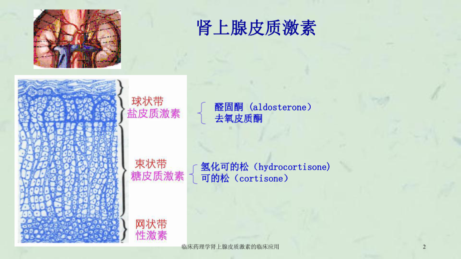 临床药理学肾上腺皮质激素的临床应用课件.ppt_第2页