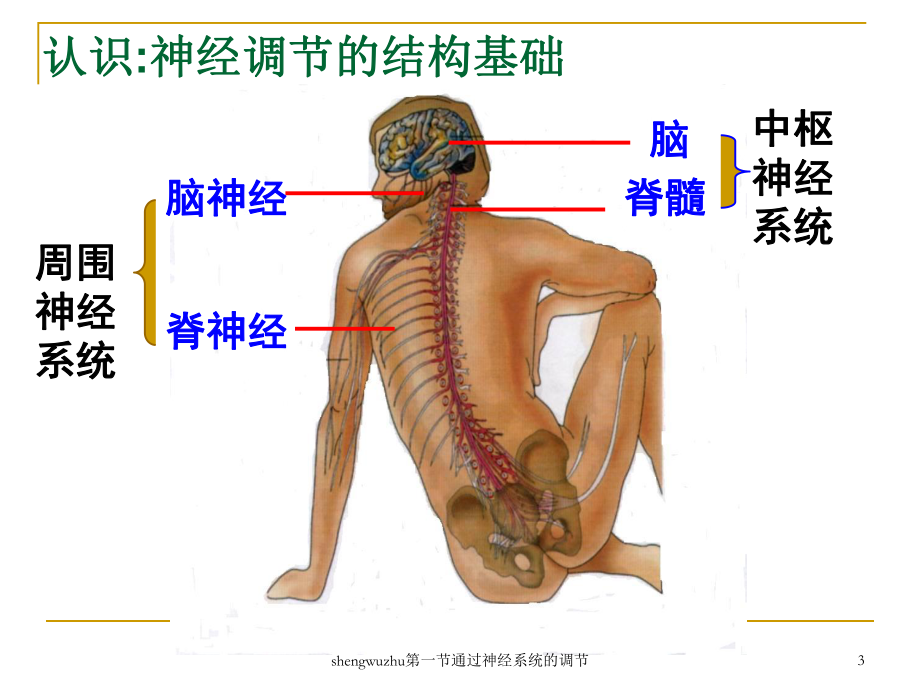 shengwuzhu第一节通过神经系统的调节课件.ppt_第3页