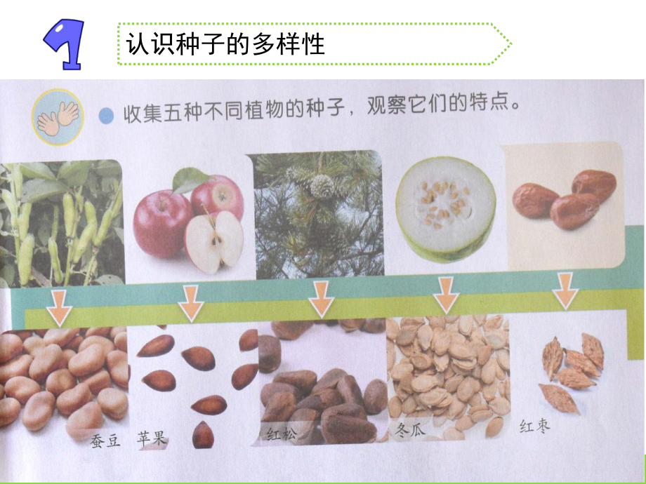 苏教版三年级科学下册《第1单元-植物的一生（全单元）》优质课件.pptx_第3页