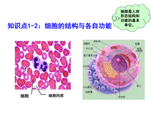 知识点1-2：细胞的结构与各自功能课件.ppt