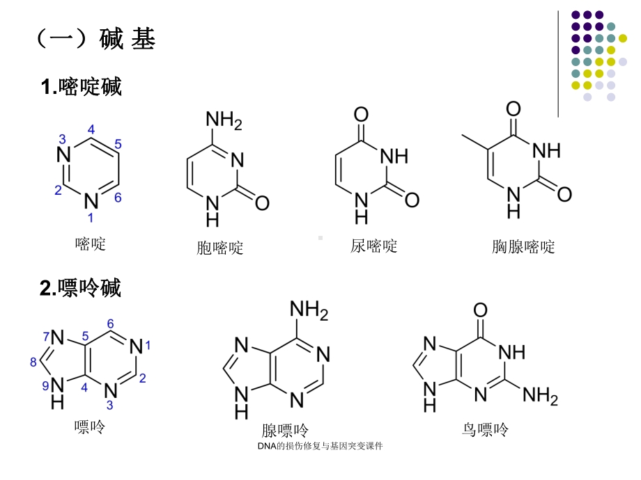 DNA的损伤修复与基因突变课件.ppt_第3页