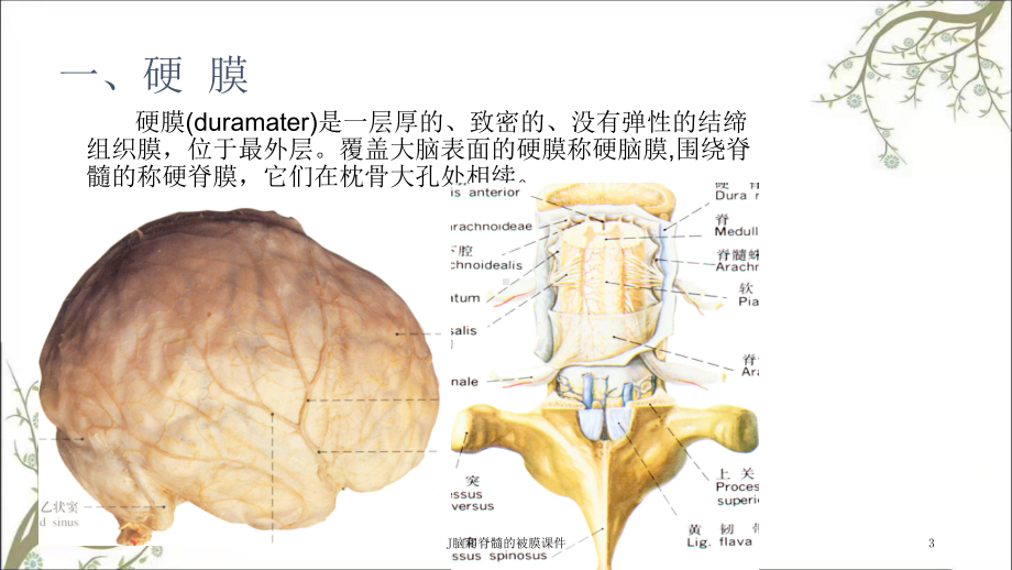 J脑和脊髓的被膜课件.ppt_第3页