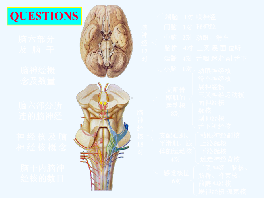 临床专业脑神经课件.ppt_第1页