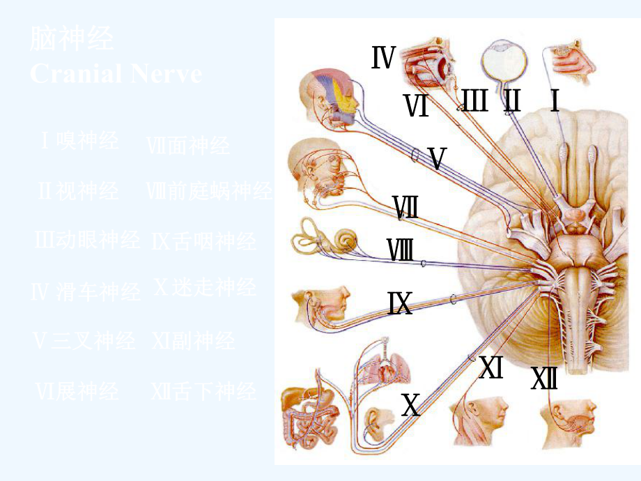 临床专业脑神经课件.ppt_第2页