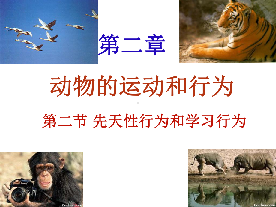 wsq4班先天性行为和学习行为课件.ppt_第1页