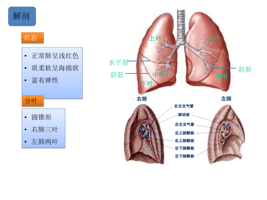 胸腔镜肺楔形切除术课件.ppt_第3页