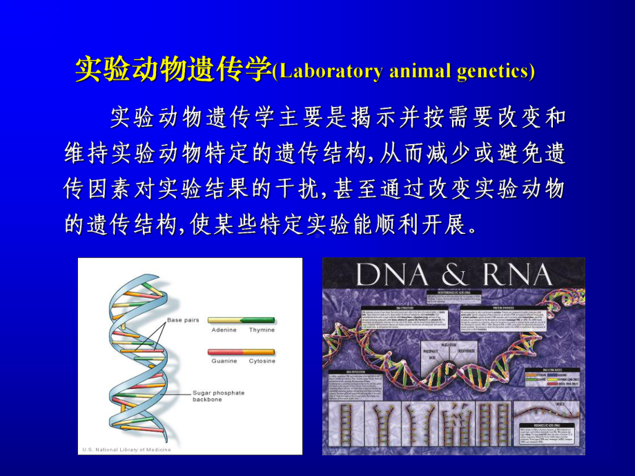 医学实验动物遗传学分类与控制课件.ppt_第2页