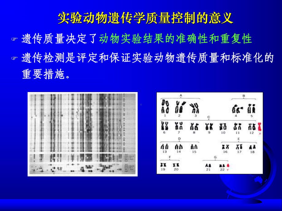 医学实验动物遗传学分类与控制课件.ppt_第3页