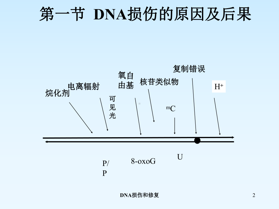 DNA损伤和修复培训课件.ppt_第2页