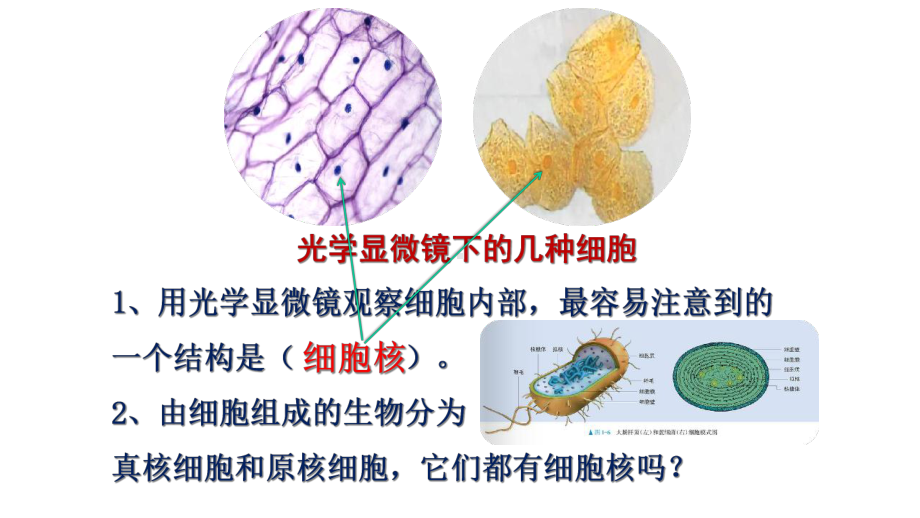 高中生物-人教版必修1第3章-细胞的基本结构-第3节-细胞核的结构和功能-课件.ppt_第2页