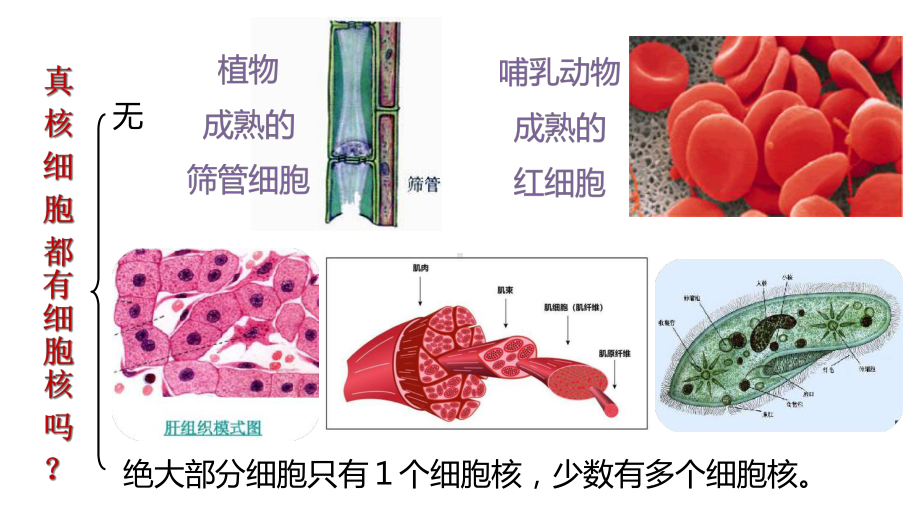 高中生物-人教版必修1第3章-细胞的基本结构-第3节-细胞核的结构和功能-课件.ppt_第3页