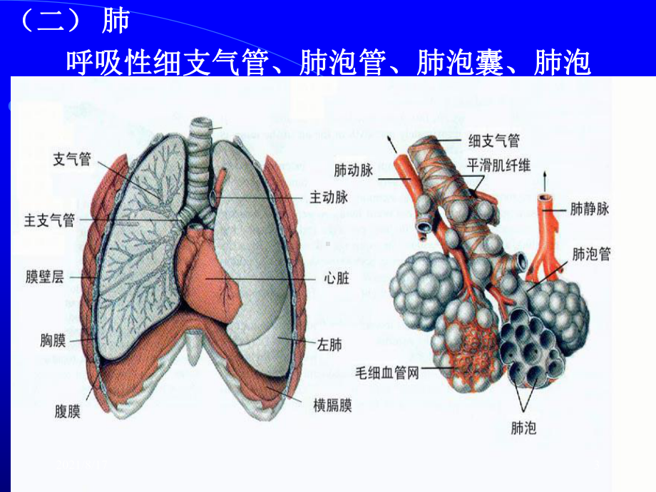 （教学课件）第五章呼吸系统[生理.ppt_第3页