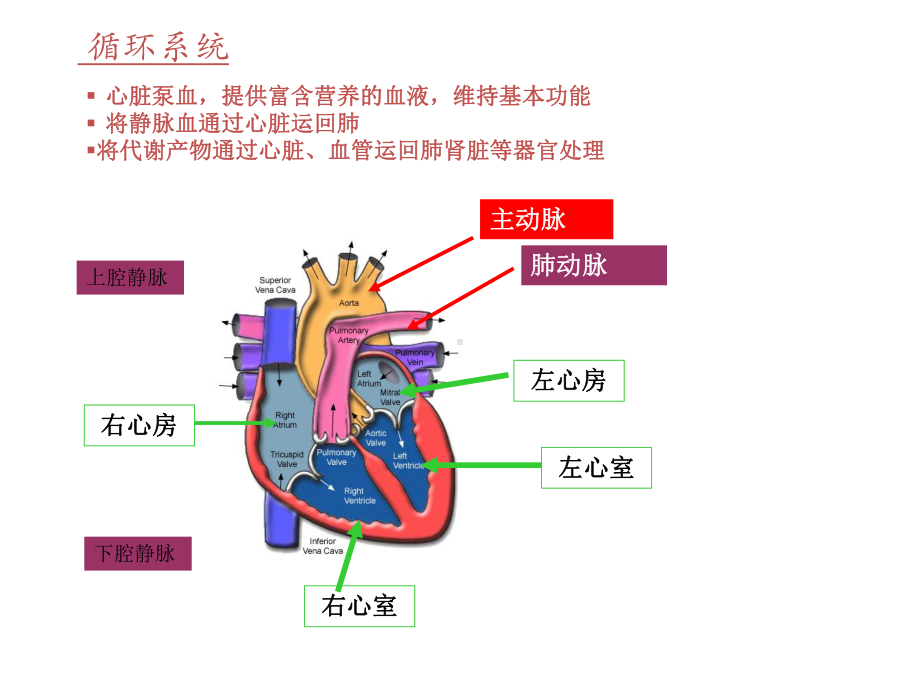 ECG基础知识及临床诊断应用课件.ppt_第3页