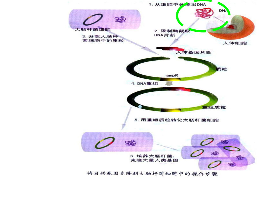 第6章目的基因的分离克隆(植物基因工程)课件.ppt_第2页