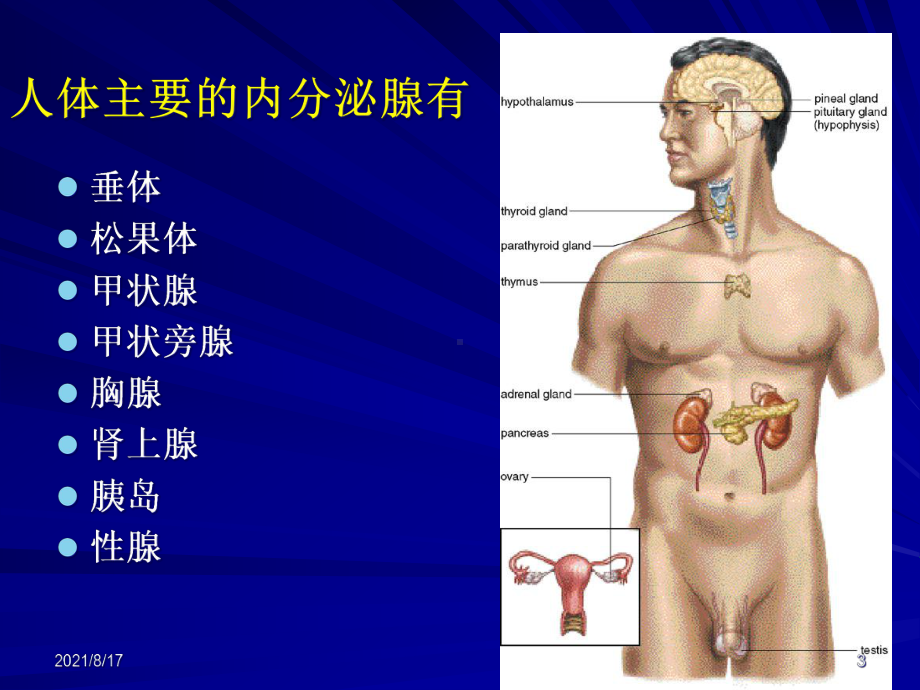 （教学课件）第十一章-内分泌系统.ppt_第3页