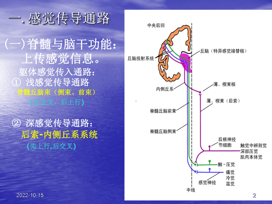 [临床医学]神经系统感觉运动课件.ppt_第2页