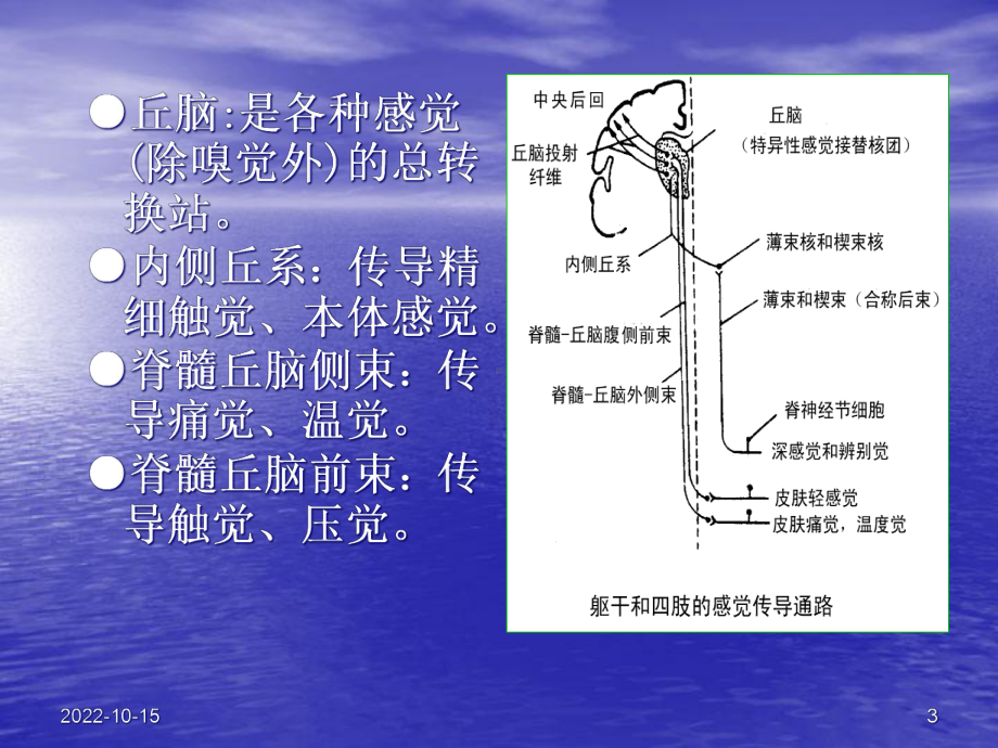 [临床医学]神经系统感觉运动课件.ppt_第3页