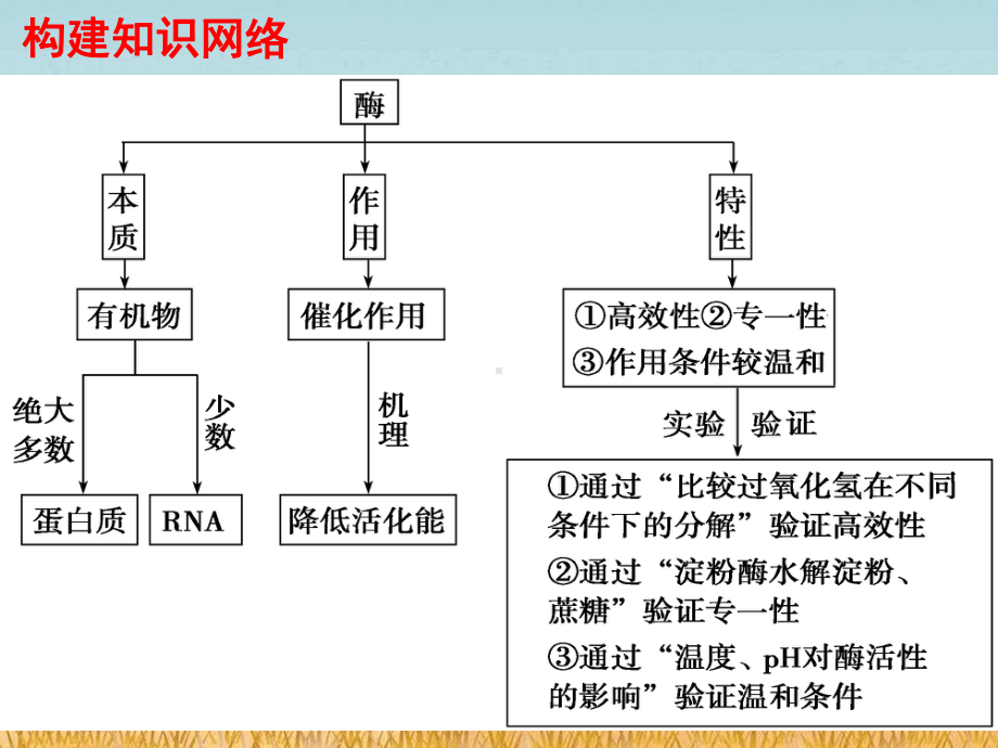 一轮复习酶与ATP课件.ppt_第2页