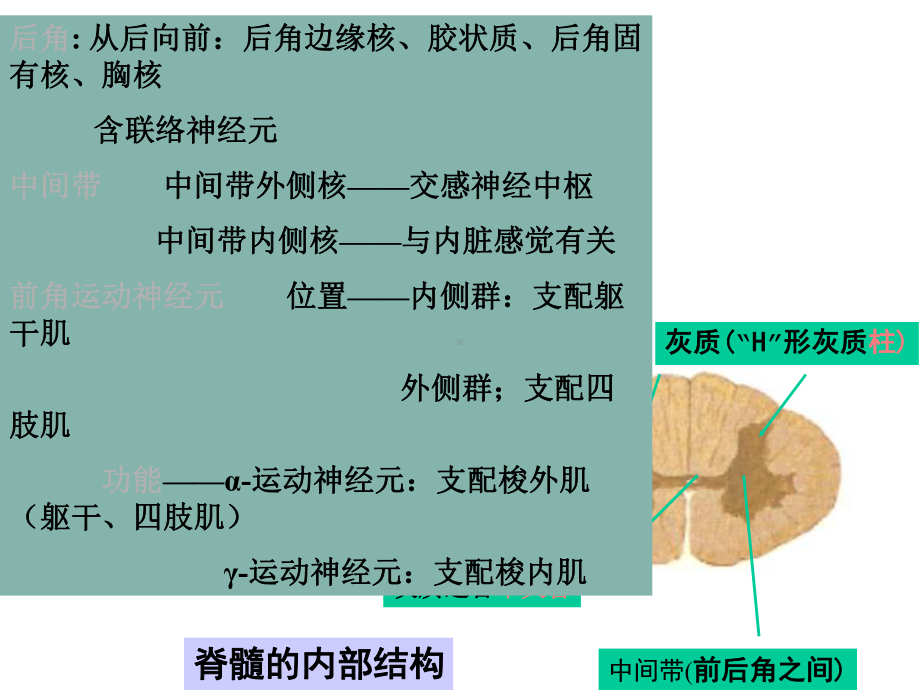 脊髓内部结构及功能课件.ppt_第2页