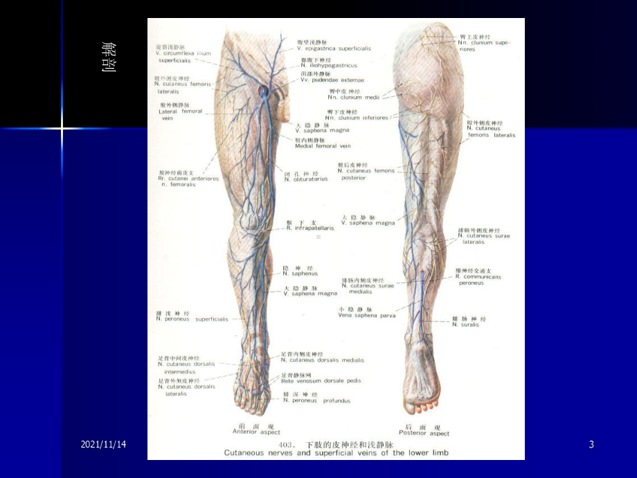 下肢静脉曲张的诊治与进展课件.ppt_第3页