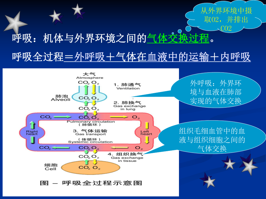 ian第二章呼吸与运动介绍课件.ppt_第3页