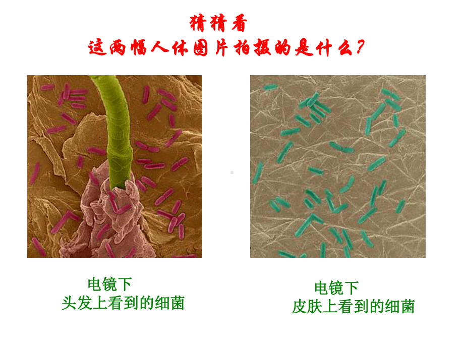 （医学课件之抗生素）细菌.ppt_第3页