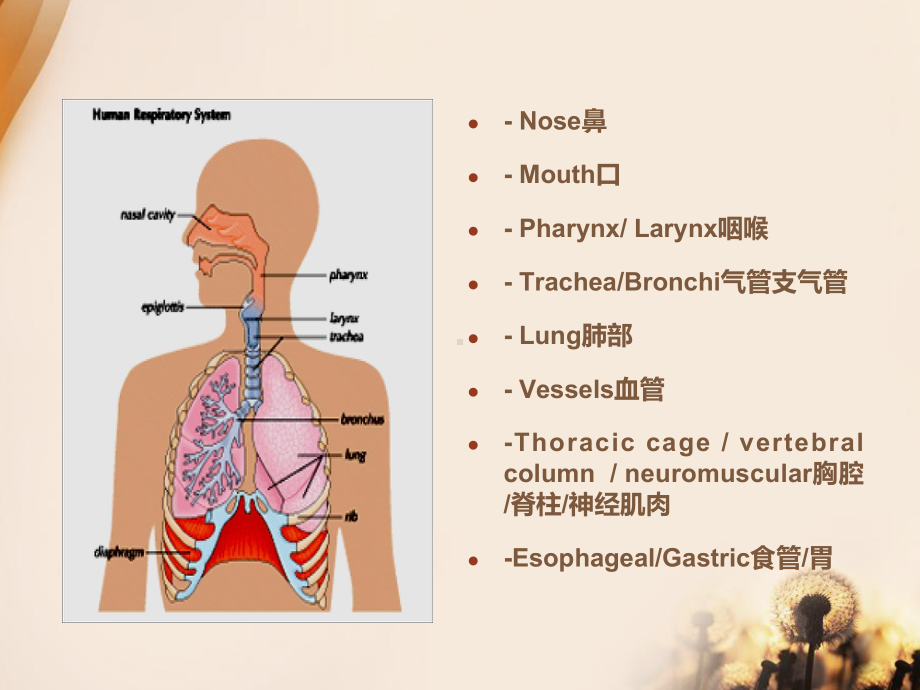 (医学)儿童先天性气道异常教学课件.ppt_第3页