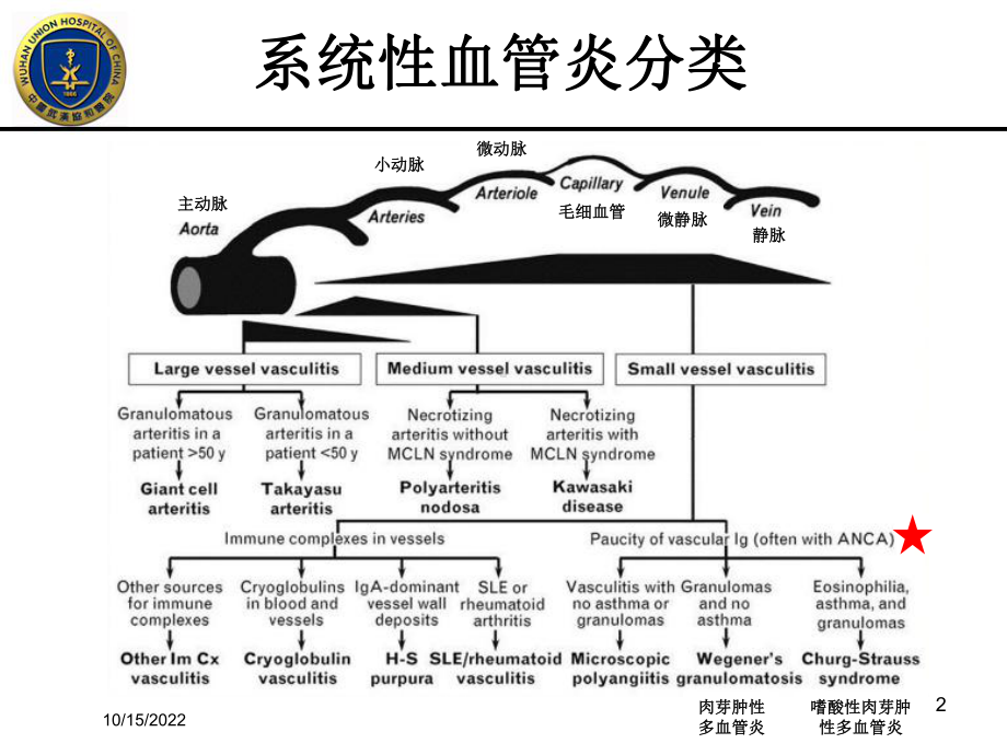 ANCA相关性血管炎专业医学培训课件.ppt_第2页