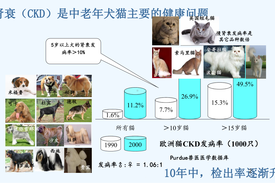 专题五犬猫肾衰综合征课件.ppt_第2页