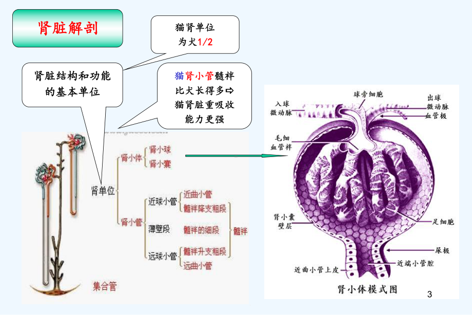 专题五犬猫肾衰综合征课件.ppt_第3页