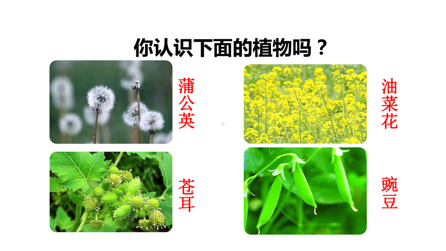 部编人教版二年级语文上册3植物妈妈有办法课件.pptx_第2页