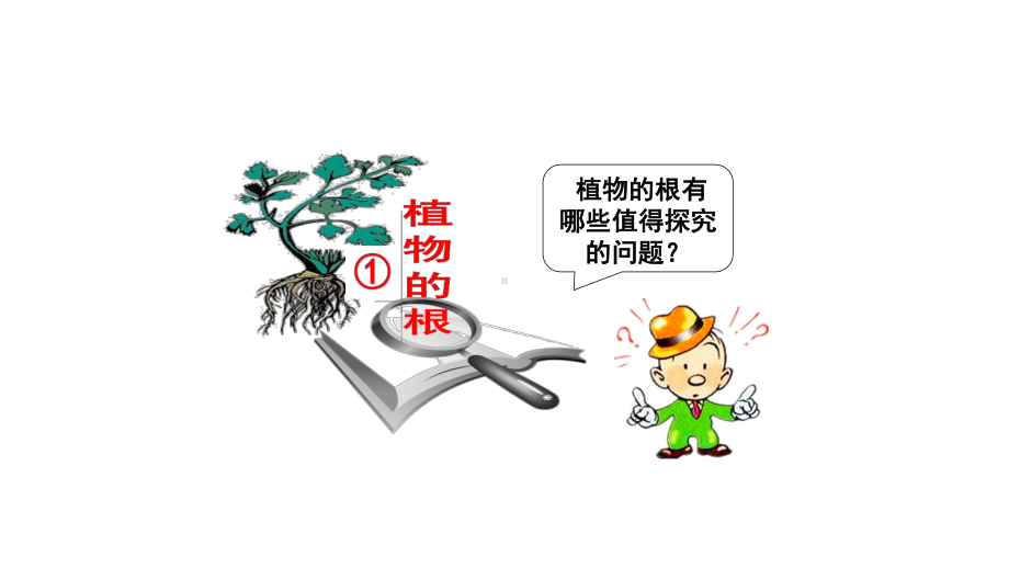 青岛版小学科学新三年级上册科学1植物的根课件.pptx_第2页