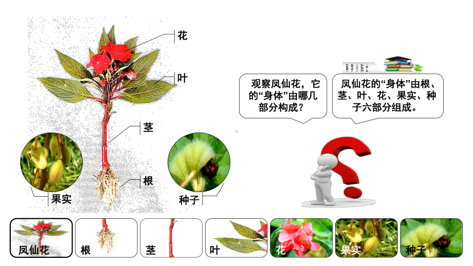 青岛版小学科学新三年级上册科学1植物的根课件.pptx_第3页