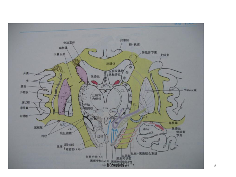 中枢神经解剖学课件.ppt_第3页