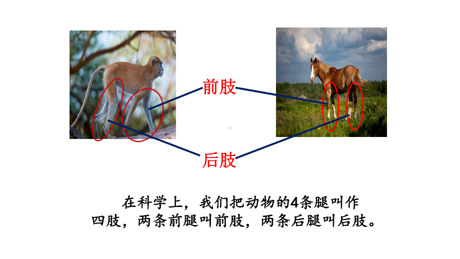 青岛版科学三年级上册《动物的四肢》优质课件.pptx_第3页