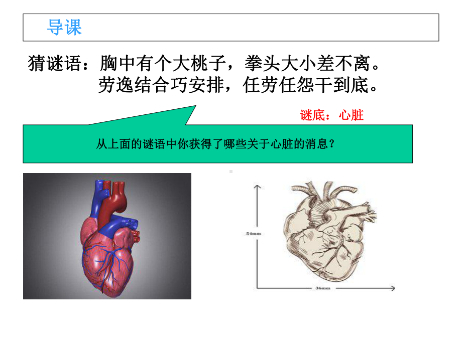 苏教版科学五年级上册课件：《心脏和血液循环》课件.ppt_第3页