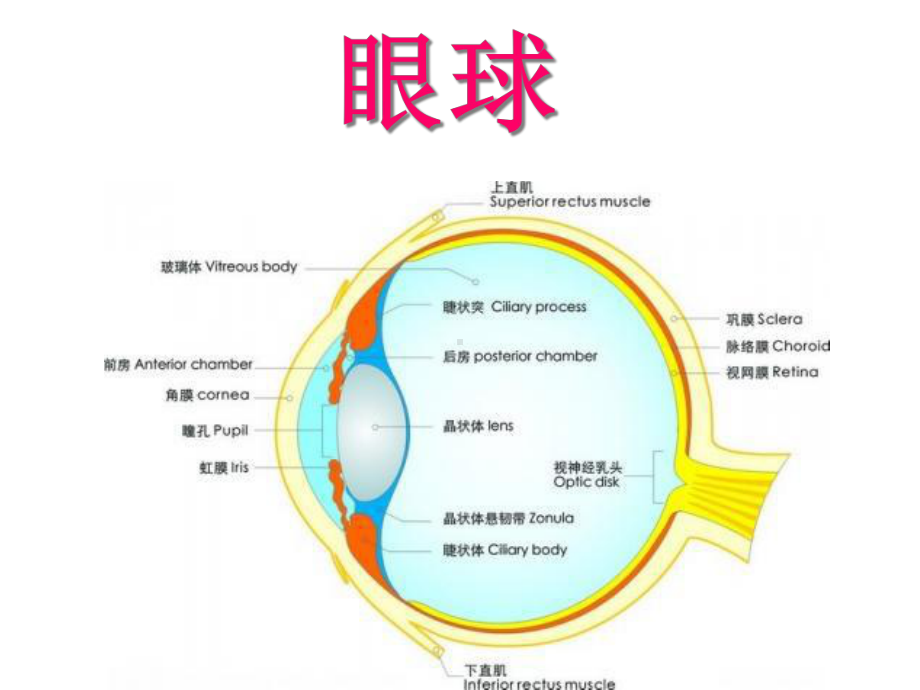 眼球解剖及生理-课件.ppt_第3页