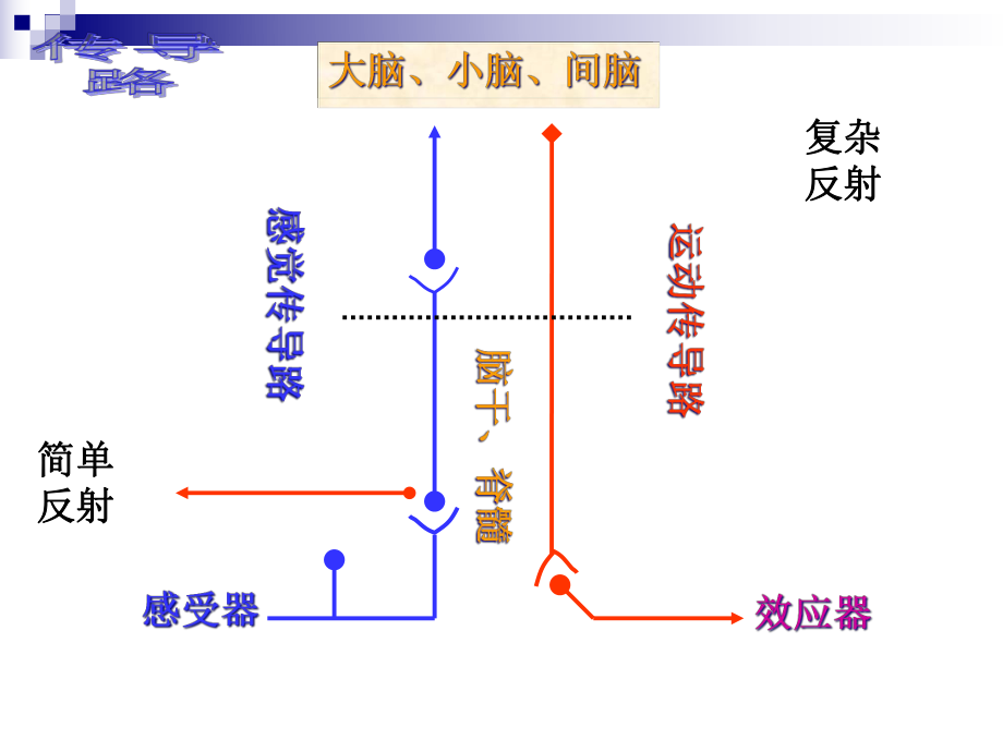 中枢神经系统的传导通路传导路课件.ppt_第2页